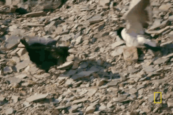 Video: Lao mình xuống vách đá cao hơn 100m, ngỗng con sống sót kỳ diệu