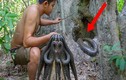 Video: Người đàn ông phát hiện tổ rắn bên trong gốc cây già