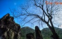Điều bí ẩn về cây cổ thụ thiêng nhất cao nguyên đá Đồng Văn
