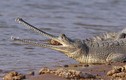 Điểm danh 27 loài cá sấu còn tồn tại trên quả đất (2)