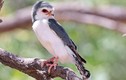Điểm danh những loài chim cắt nổi tiếng trên thế giới 
