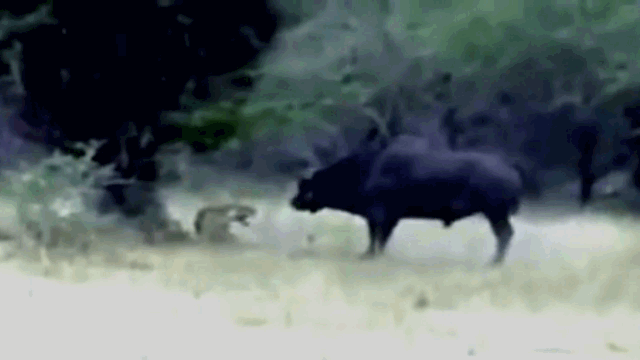 Video: Trâu rừng nổi điên húc chết sư tử cái rồi lạnh lùng bỏ đi 