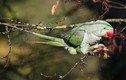 Khám phá cực thú vị về 7 loài vẹt sống ở Việt Nam