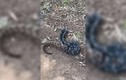 Video gây bão mạng cảnh rắn ăn thịt đồng loại 