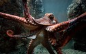 Sự thật gây sốc về loài bạch tuộc lớn nhất quả đất