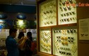 Tận mục bộ sưu tập bướm khủng nhất Hà Nội