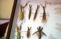 Khám phá bộ sưu tập côn trùng siêu “khủng” của phố núi Đà Lạt