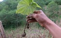 Loài cây kỳ lạ chỉ có duy nhất một chiếc lá ở Việt Nam