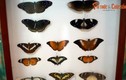 Hoa mắt với bộ sưu tập bướm muôn màu ở Đà Lạt