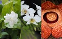 Bộ sưu tập 40 loài hoa biểu tượng của các quốc gia (1)