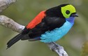 Top 30 loài chim có màu sắc ấn tượng nhất thế giới (1)