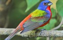 Top 30 loài chim có màu sắc ấn tượng nhất thế giới (2)