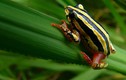 Top 40 loài ếch có màu sắc ấn tượng nhất quả đất (1)