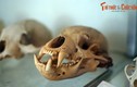 Những bộ sưu tập xương kỳ lạ ở ba miền Việt Nam