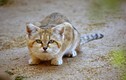 Điểm danh 21 loài mèo hoang dã hiện diện ở châu Á (2)