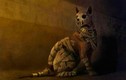 Rùng rợn những trại chăn nuôi mèo để ướp xác ở Ai Cập cổ