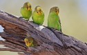 Thế giới muôn màu của những loài vẹt độc đáo nhất thế giới (1)