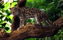Điểm danh 12 loài mèo hoang dã hiện diện ở châu Mỹ