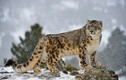 Vẻ đẹp của loài mèo chúa tể trên dãy Himalaya 