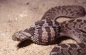 Điểm danh những loài rắn nước độc đáo nhất thế giới (1)
