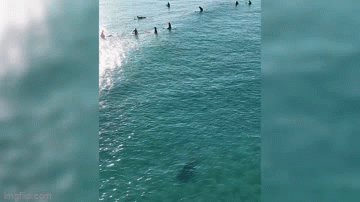 Video: Cá mập khổng lồ bơi gần những người lướt sóng và cái kết