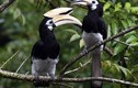 Vẻ ngoài gây choáng của chim hồng hoàng: Việt Nam có 6 loài