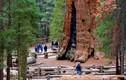 Choáng ngợp trước sự kỳ vĩ của cây cổ thụ khổng lồ nhất trái đất