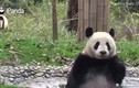 Video: Màn “tắm táp” siêu dễ thương của gấu trúc 