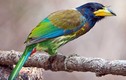 30 loài chim có màu sắc rực rỡ nhất Việt Nam: Có loài nguy cấp 