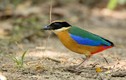 Top loài chim có màu sắc rực rỡ ấn tượng nhất Việt Nam 
