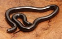 Loài rắn lạ lùng trông như giun: Xuất hiện khắp ba miền Việt Nam! 