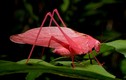 Cận cảnh những loài côn trùng màu hồng quyến rũ nhất thế giới