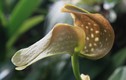 30 loài hoa phong lan đẹp và độc lạ nhất thế giới (2)