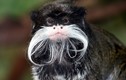 Top loài khỉ kỳ lạ chỉ có ở châu Mỹ: Một loài nhỏ nhất TG 