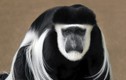 Những loài khỉ nổi tiếng nhất châu Phi: Có loài khuôn mặt cực dị