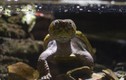 Loài rùa kỳ lạ nhất Việt Nam: Đừng bắt nếu không muốn “gặp họa” 