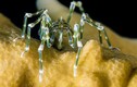 Cận cảnh thế giới của loài nhện biển: Sinh vật bí ẩn nhất đại dương