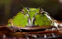 Kỳ lạ loài ếch Nam Mỹ có thể “nuốt chửng cả thế giới” 