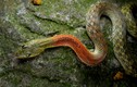 Loài rắn đẹp mê nhưng cực độc, cắn chết nhiều người ở Việt Nam 