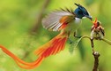 Ngẩn người ngắm vẻ đẹp của chim thiên đường đuôi phướn Việt Nam