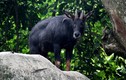7 loài trâu bò hoang dã của Việt Nam: Có loài hiếm như kỳ lân! 