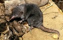 Tròn mắt với sự kỳ quái của các loài chuột chù khắp thế giới