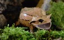 Top 12 loài ếch nhái có vẻ ngoài ấn tượng nhất Việt Nam