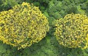 Ngắm hoa muồng vàng trên đồi chè trăm tuổi ở Gia Lai