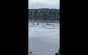 Clip: Kinh ngạc đàn cá voi sát thủ tiến sâu vào bến cảng