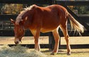 Thịt ngựa bổ dưỡng hơn thịt bò và cừu, tại sao con người ít ăn? 