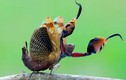 Điểm danh top 20 loài bọ ngựa độc đáo nhất Việt Nam