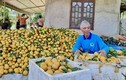 Nông dân Phú Thọ thu tiền tỷ nhờ trồng cam trên đất đồi dốc