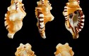 16 loài ốc biển cực đẹp, có nguy cơ tuyệt chủng ở Việt Nam