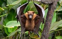 Cận cảnh loài “cáo biết bay” to hàng top thế giới của Việt Nam